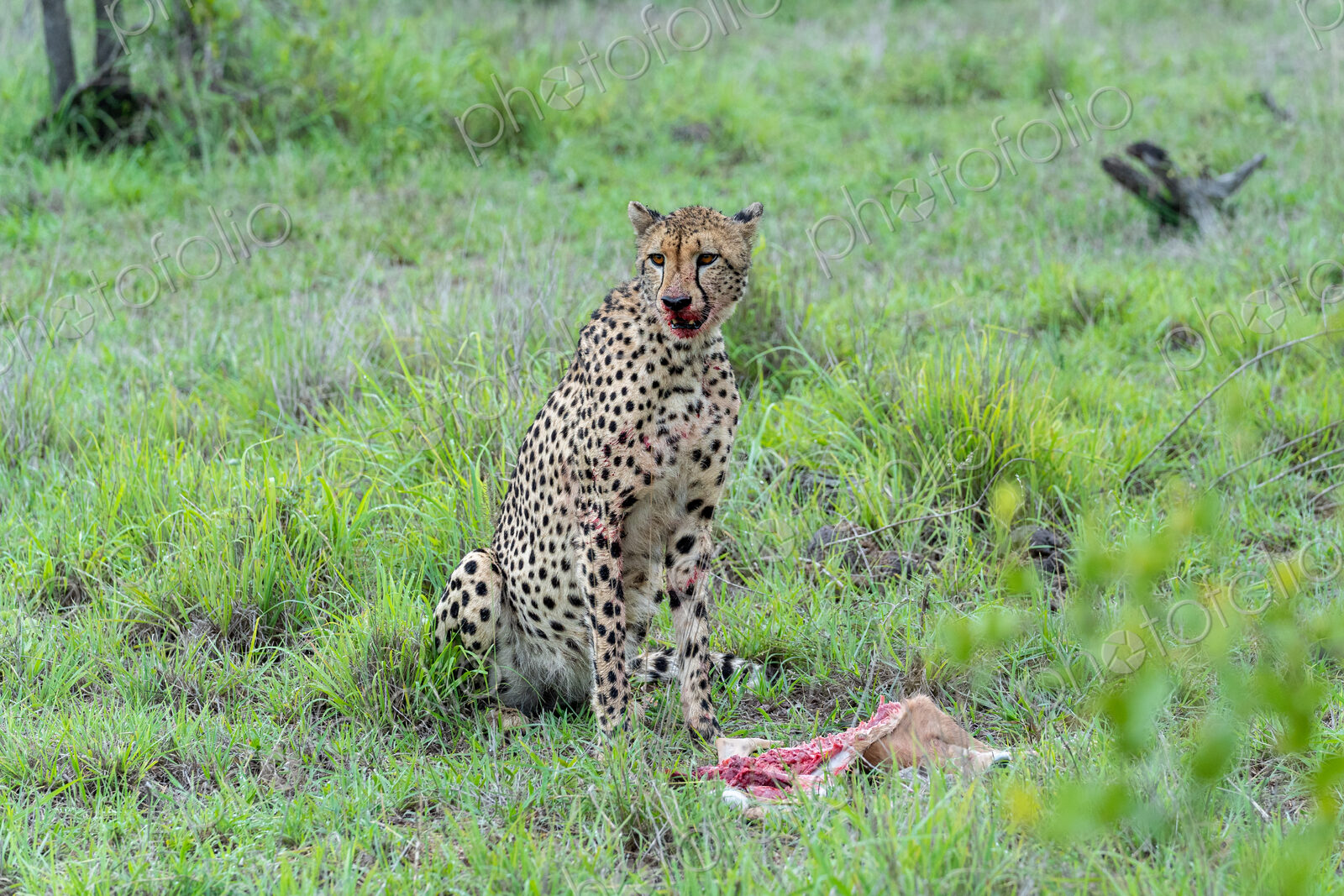 Cheetah, Acinonyx jubatus, feeding on an impala lamb carcass in the wild.