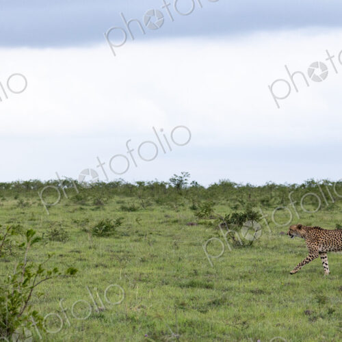 Cheetah, Acinonyx jubatus, in an open landscape. Cheetah, Acinonyx jubatus, in an open landscape.