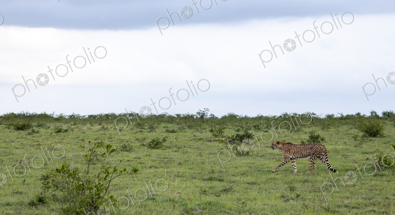 Cheetah, Acinonyx jubatus, in an open landscape.