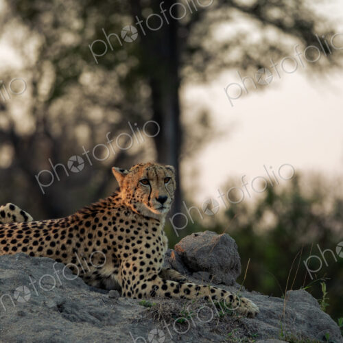 Cheetah, Acinonyx jubatus, male cheetah resting on a termite mound.