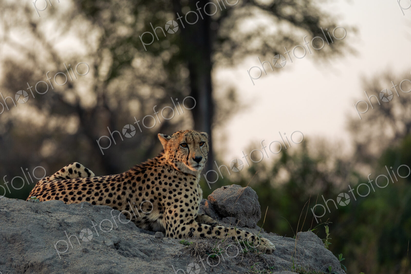 Cheetah, Acinonyx jubatus, male cheetah resting on a termite mound.