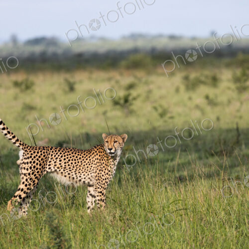 Cheetah, Acinonyx jubatus, scent marking. Cheetah, Acinonyx jubatus, scent marking.