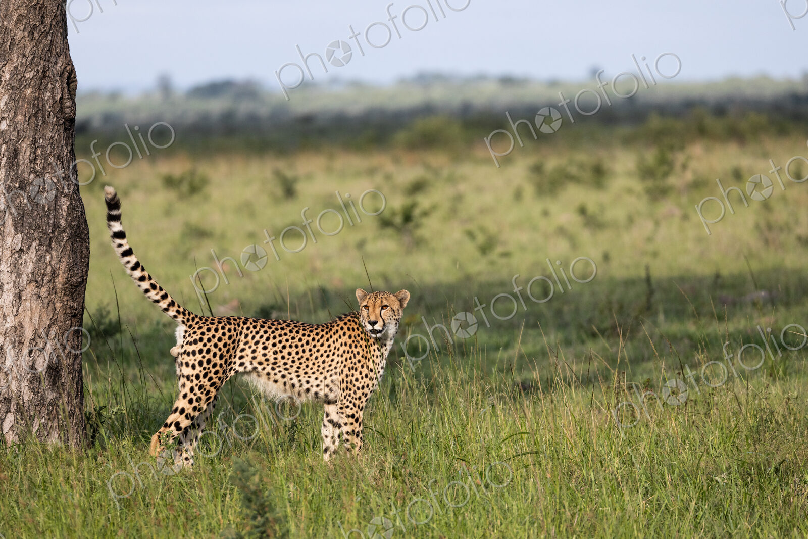 Cheetah, Acinonyx jubatus, scent marking.