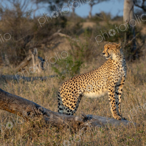 Cheetah, Acinonyx jubatus, standing on a dead tree. Cheetah, Acinonyx jubatus, standing on a dead tree.