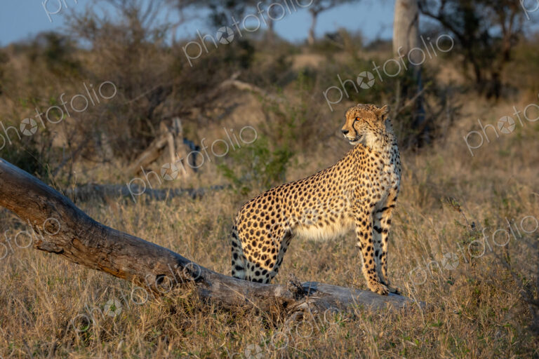 Cheetah, Acinonyx jubatus, standing on a dead tree.