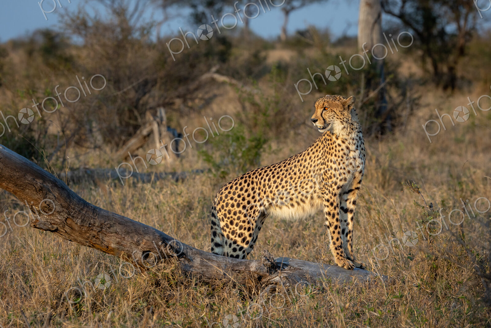 Cheetah, Acinonyx jubatus, standing on a dead tree.