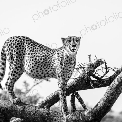 Cheetah, Acinonyx jubatus, standing on log, in black and white. Cheetah, Acinonyx jubatus, standing on log, in black and white.