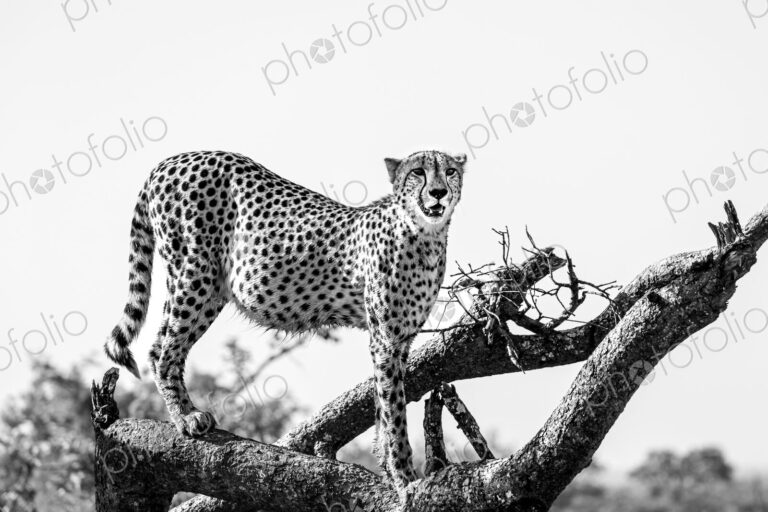 Cheetah, Acinonyx jubatus, standing on log, in black and white.