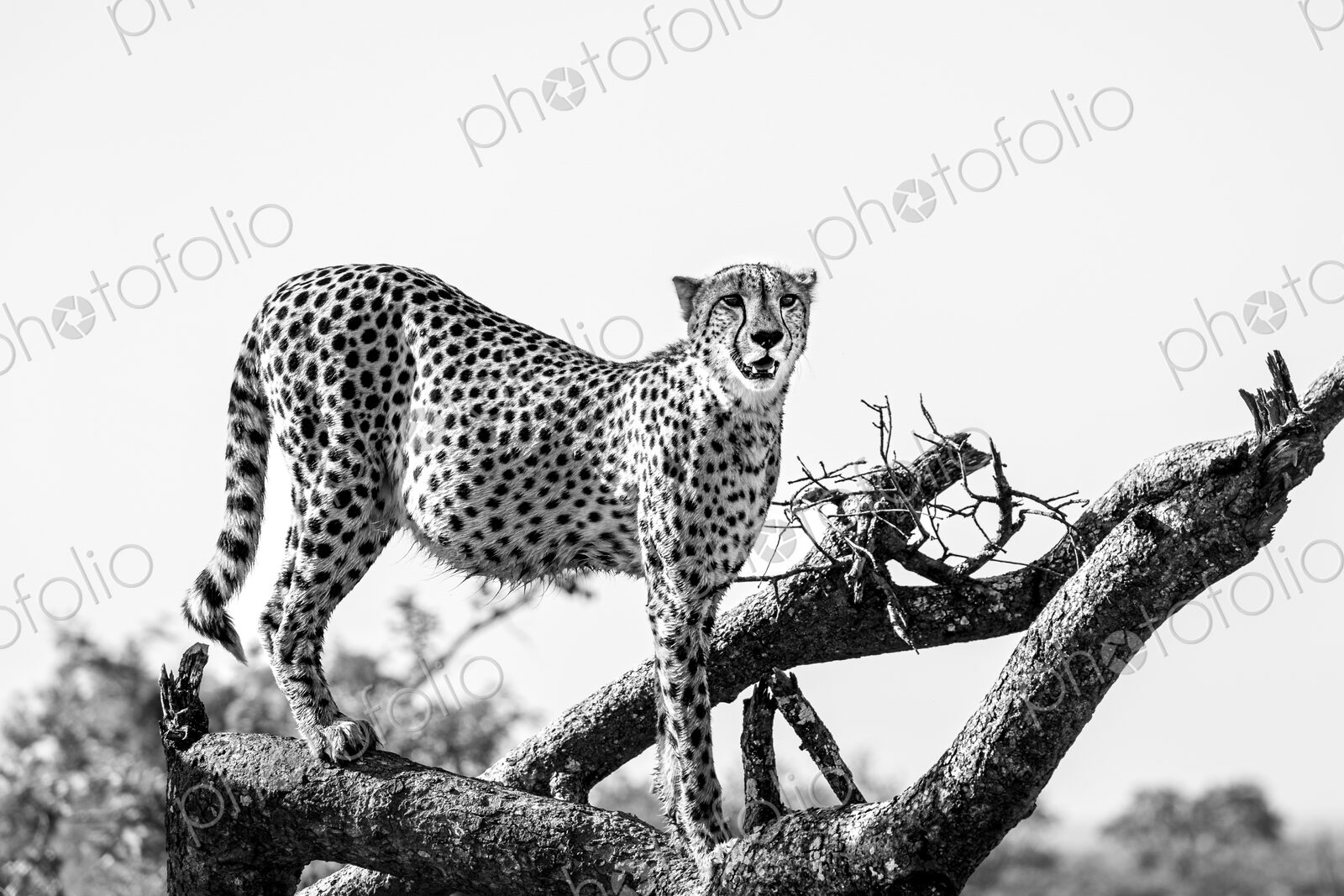 Cheetah, Acinonyx jubatus, standing on log, in black and white.