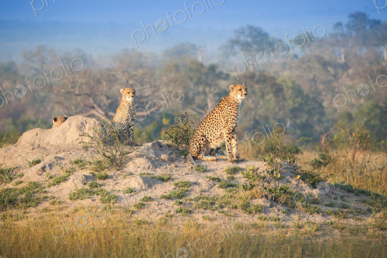 Cheetahs, Acinonyx jubatus, sit on a termite mound in the sun, looking away