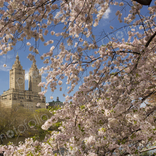 Cherry blossoms in spring in Central Park, Manhattan, with the twin towers of the El… Cherry blossoms in spring in Central Park, Manhattan, with the twin towers of the El…