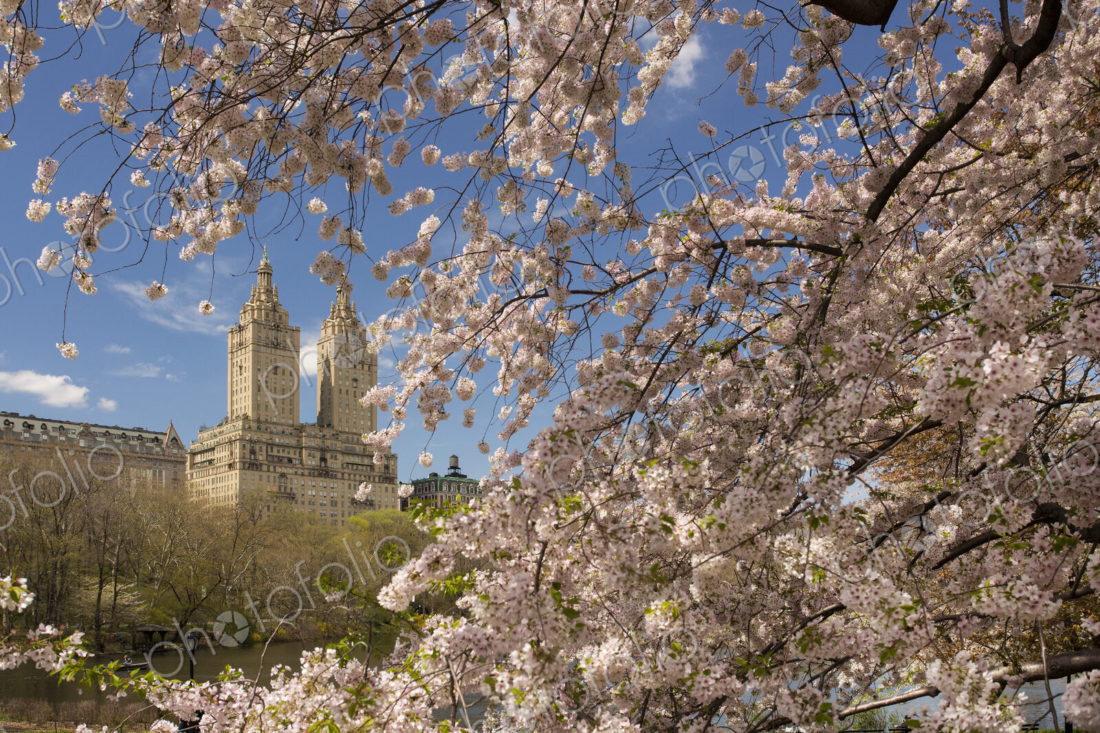 Cherry blossoms in spring in Central Park, Manhattan, with the twin towers of the El…