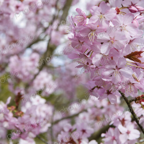 Cherry blossoms on a tree.