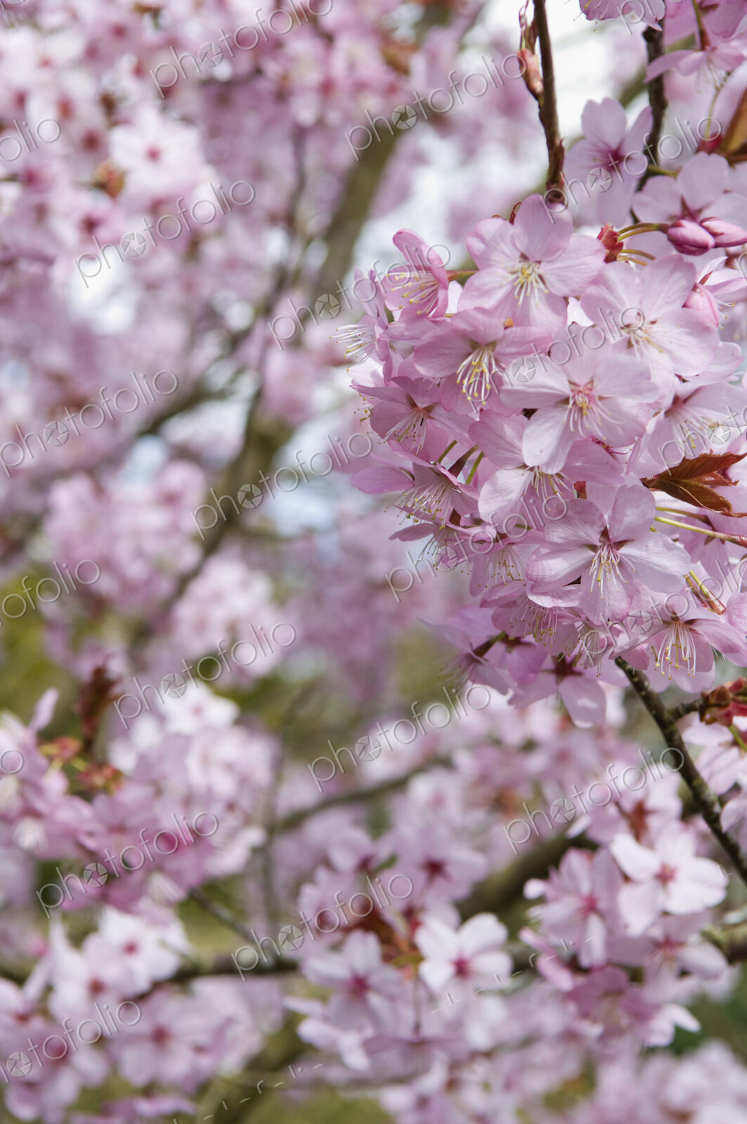 Cherry blossoms on a tree.