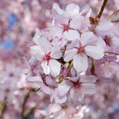 Cherry blossoms on a tree.