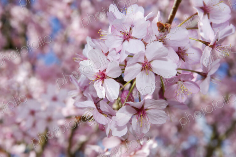 Cherry blossoms on a tree.