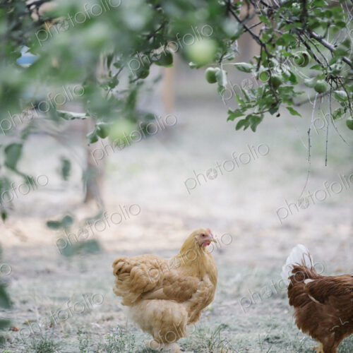 Chickens standing on a lawn underneath a tree. Chickens standing on a lawn underneath a tree.
