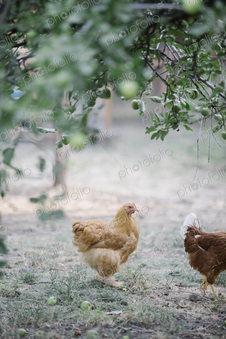 Chickens standing on a lawn underneath a tree.