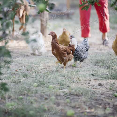 Chickens standing on a lawn underneath a tree, a woman and dog in the background. Chickens standing on a lawn underneath a tree, a woman and dog in the background.