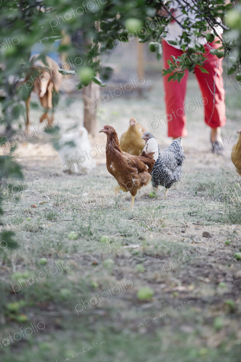 Chickens standing on a lawn underneath a tree, a woman and dog in the background.