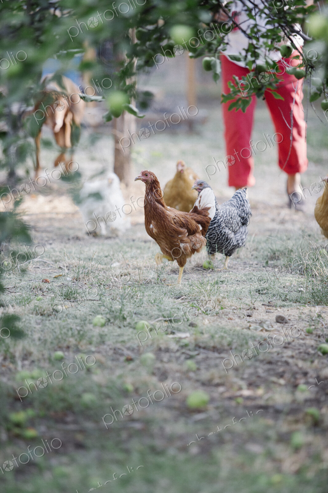 Chickens standing on a lawn underneath a tree, a woman and dog in the background.