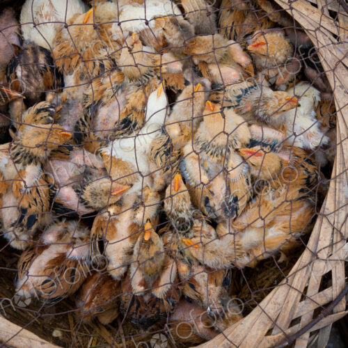 Chicks for sale at market, Yuanyang, China Chicks for sale at market, Yuanyang, China