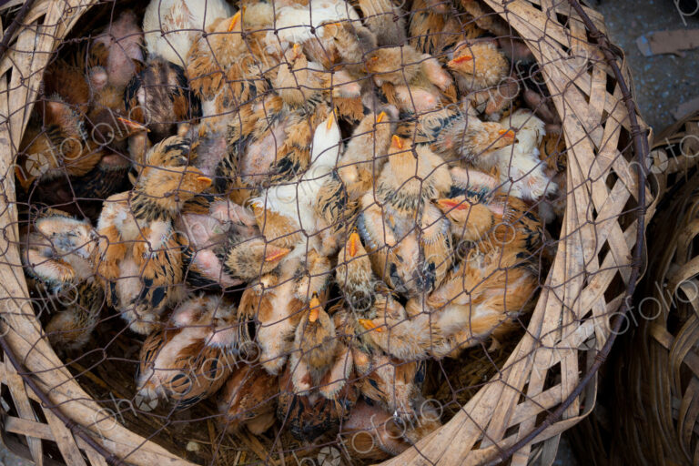 Chicks for sale at market, Yuanyang, China
