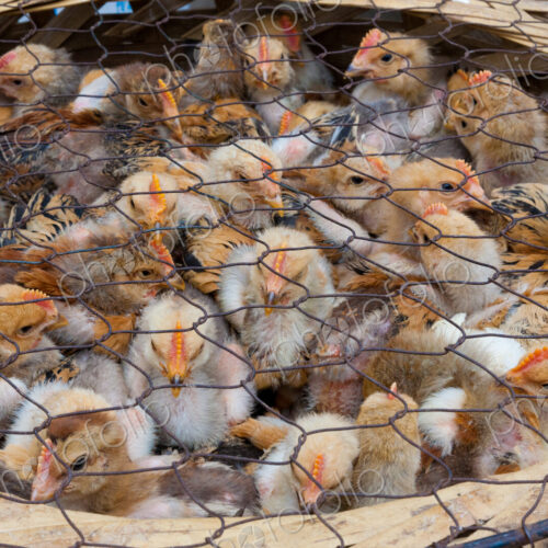 Chicks for sale at market, Yuanyang, China Chicks for sale at market, Yuanyang, China