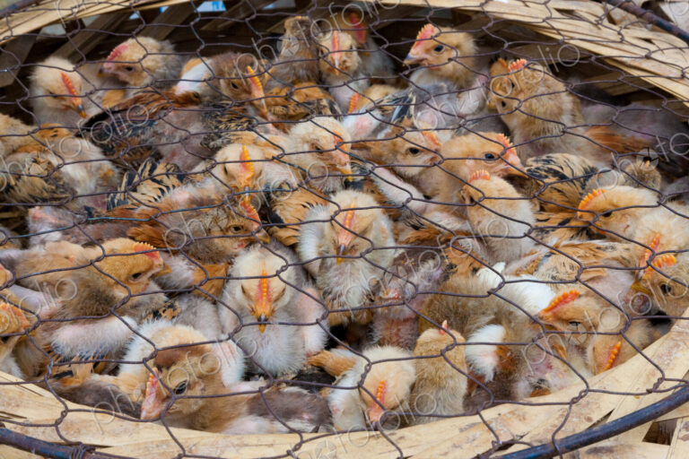 Chicks for sale at market, Yuanyang, China