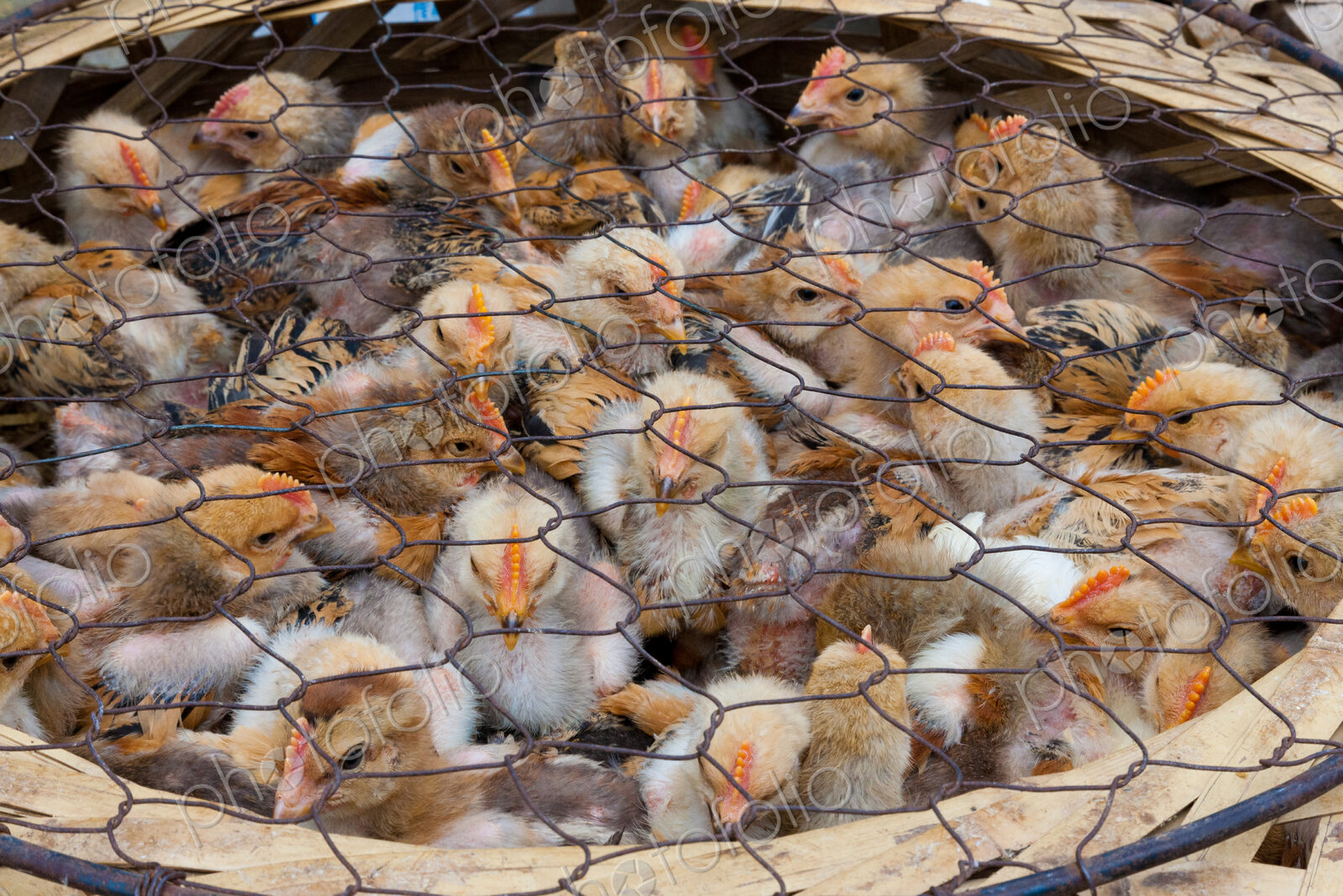 Chicks for sale at market, Yuanyang, China