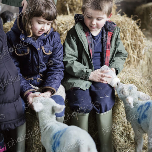 Children and newborn lambs in a lambing shed. Children and newborn lambs in a lambing shed.