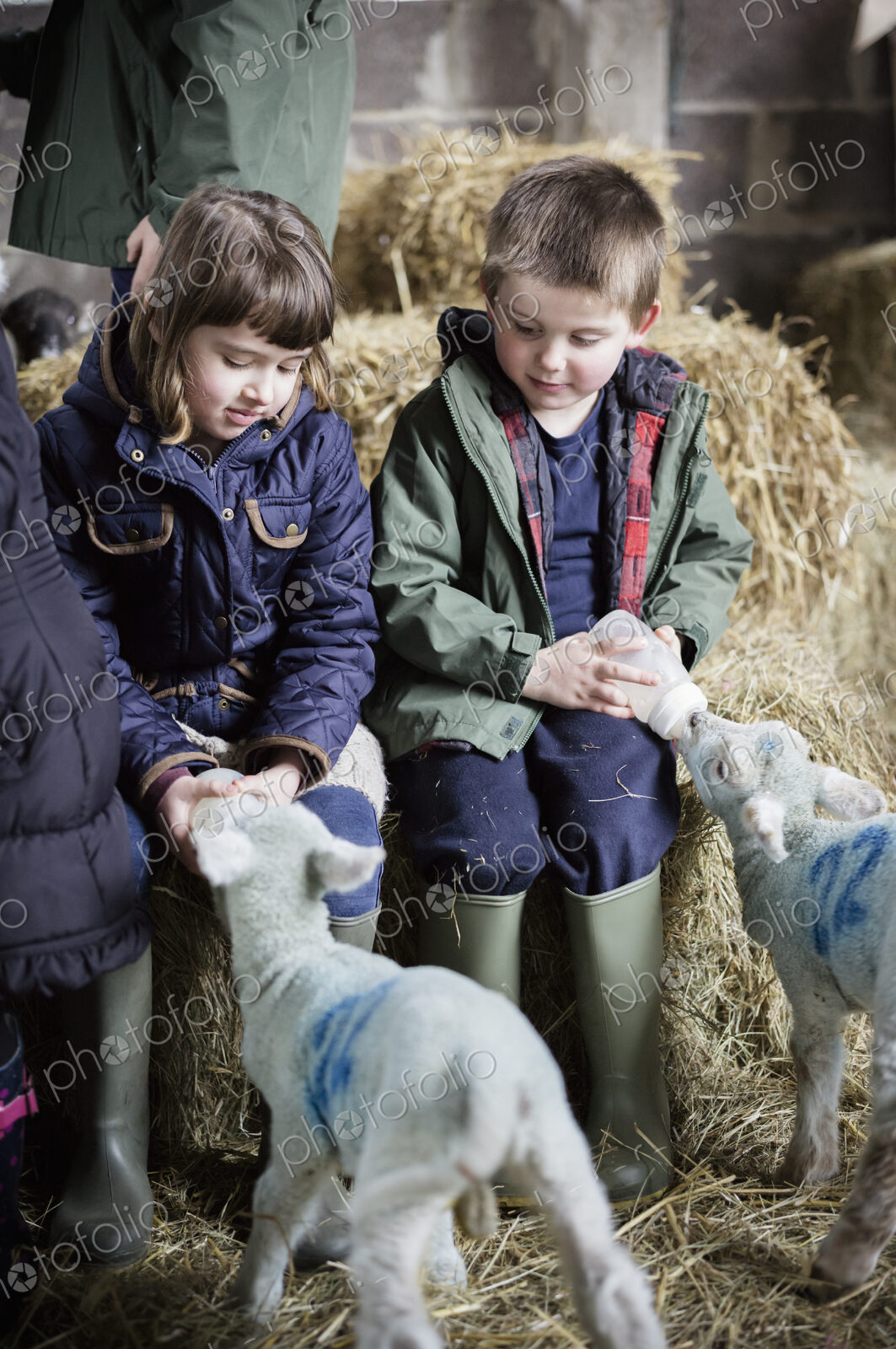 Children and newborn lambs in a lambing shed.