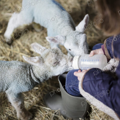 Children and newborn lambs in a lambing shed. Children and newborn lambs in a lambing shed.
