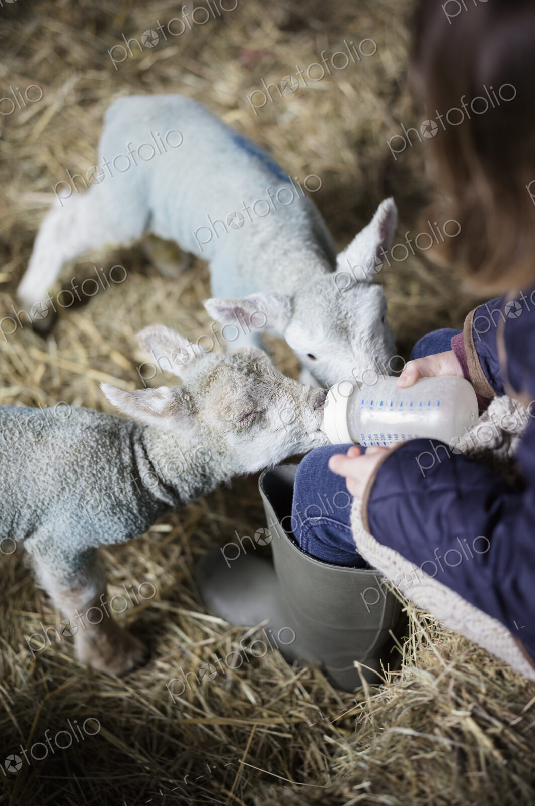 Children and newborn lambs in a lambing shed.
