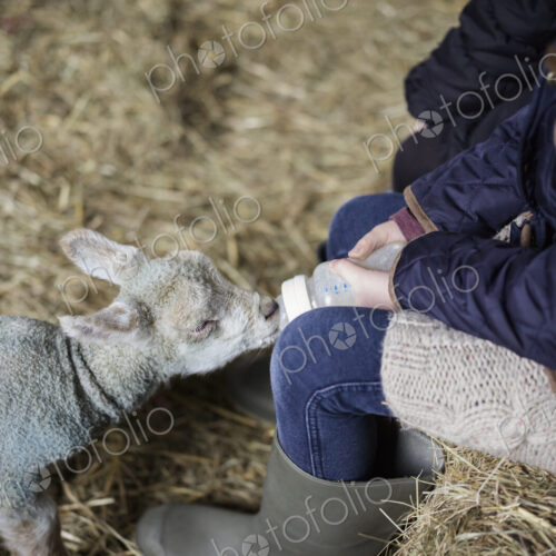 Children and newborn lambs in a lambing shed. Children and newborn lambs in a lambing shed.