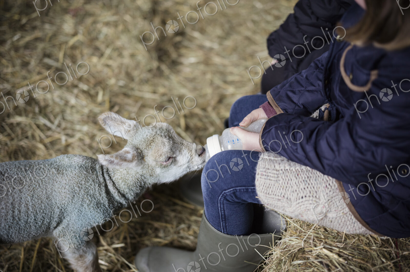 Children and newborn lambs in a lambing shed.