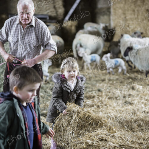 Children and newborn lambs in a lambing shed. Children and newborn lambs in a lambing shed.