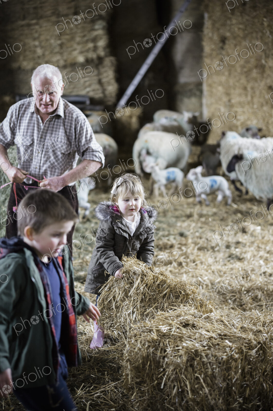 Children and newborn lambs in a lambing shed.