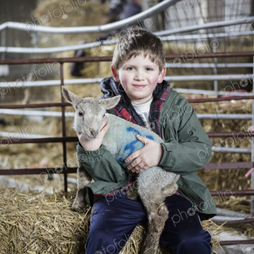 Children and newborn lambs in a lambing shed. Children and newborn lambs in a lambing shed.