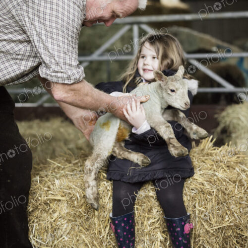 Children and newborn lambs in a lambing shed. Children and newborn lambs in a lambing shed.
