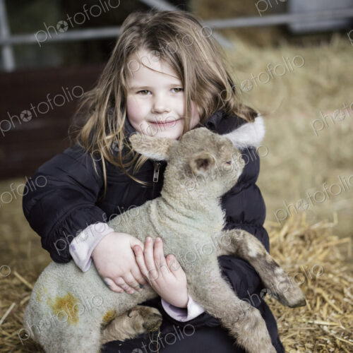 Children and newborn lambs in a lambing shed. Children and newborn lambs in a lambing shed.