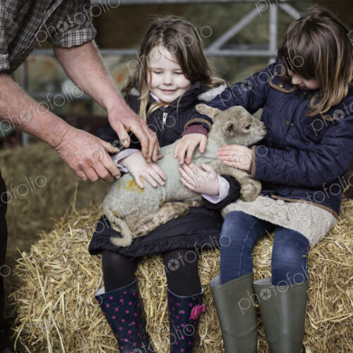 Children and newborn lambs in a lambing shed. Children and newborn lambs in a lambing shed.