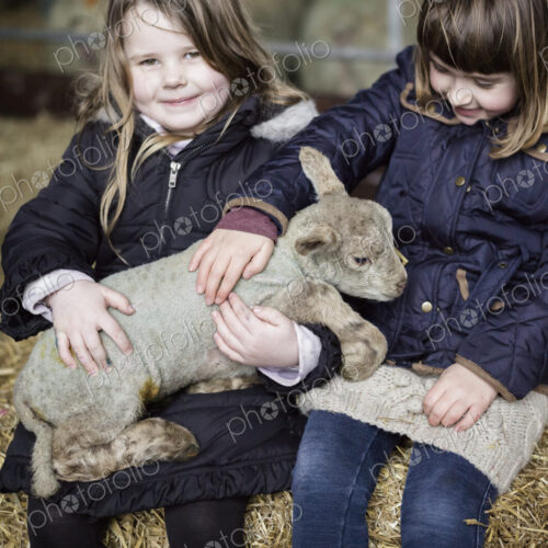 Children and newborn lambs in a lambing shed. Children and newborn lambs in a lambing shed.