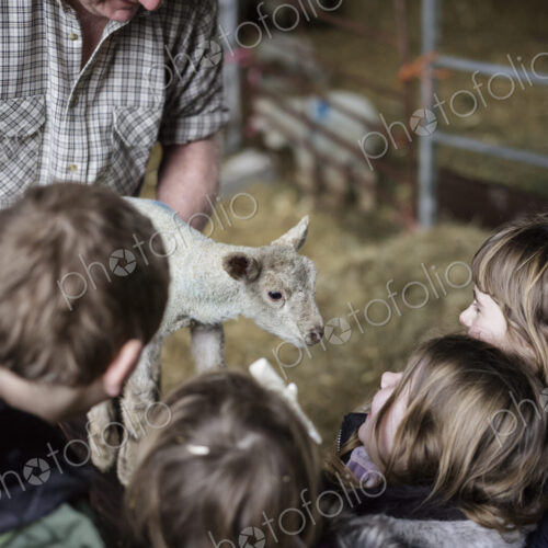 Children and newborn lambs in a lambing shed. Children and newborn lambs in a lambing shed.