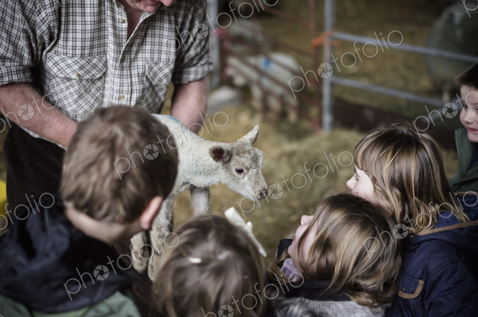 Children and newborn lambs in a lambing shed.