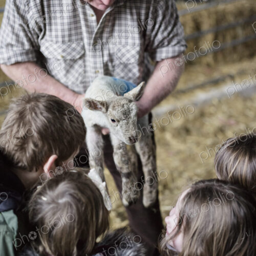Children and newborn lambs in a lambing shed. Children and newborn lambs in a lambing shed.