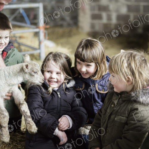 Children and newborn lambs in a lambing shed. Children and newborn lambs in a lambing shed.