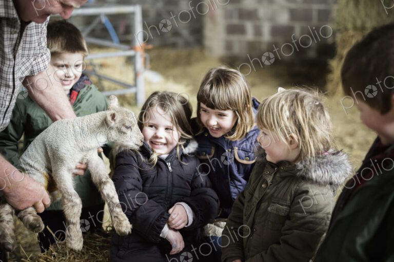 Children and newborn lambs in a lambing shed.