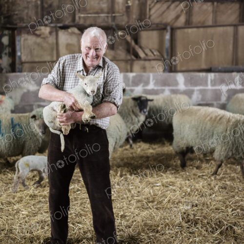 Children and newborn lambs in a lambing shed. Children and newborn lambs in a lambing shed.