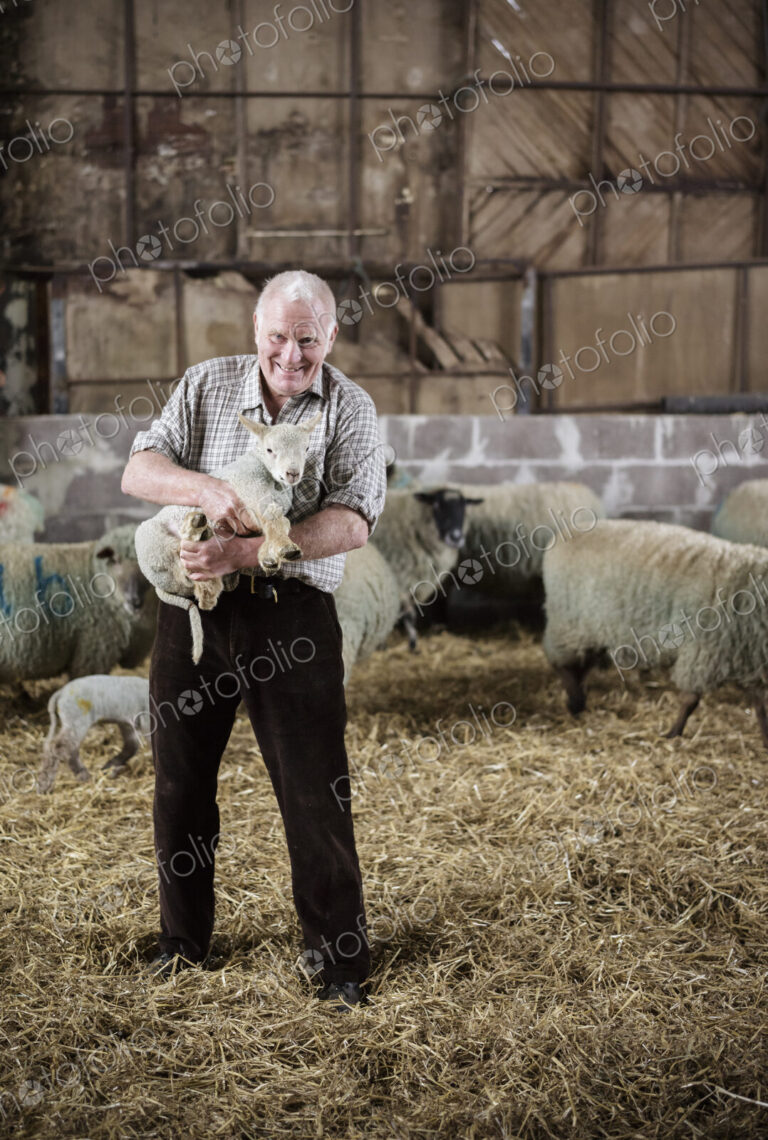 Children and newborn lambs in a lambing shed.
